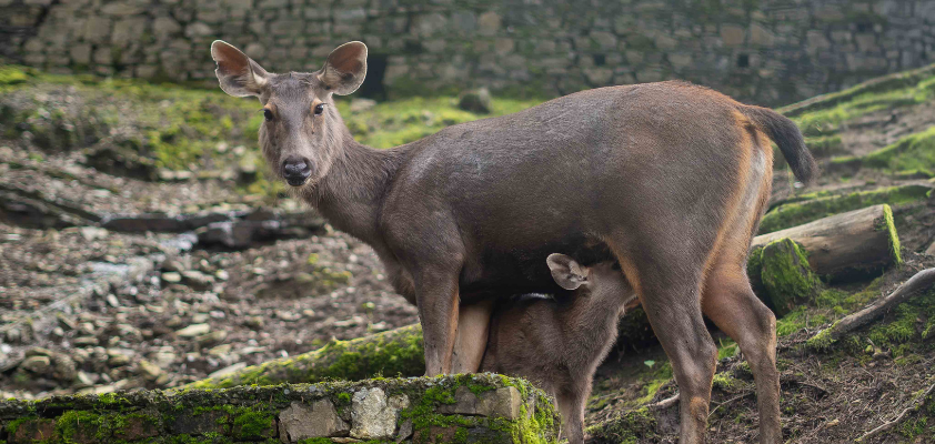 Himalayan Nature Park