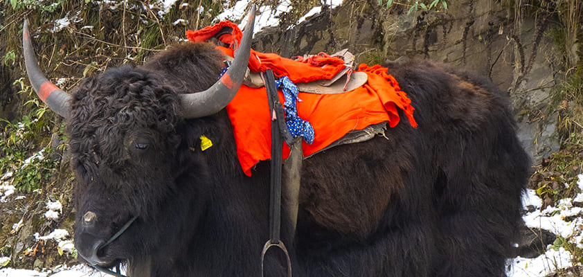 Yak Ride Image